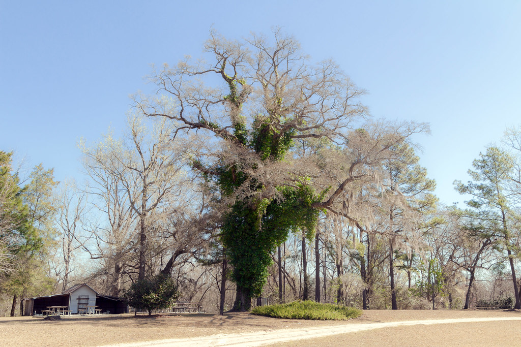 Lumber River State Park Hiking with Harrison