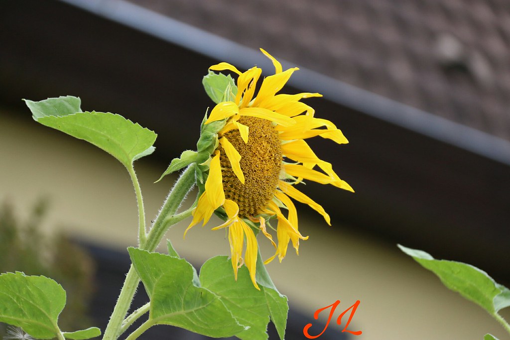 Fleurs JEREMY Lejeune Flickr