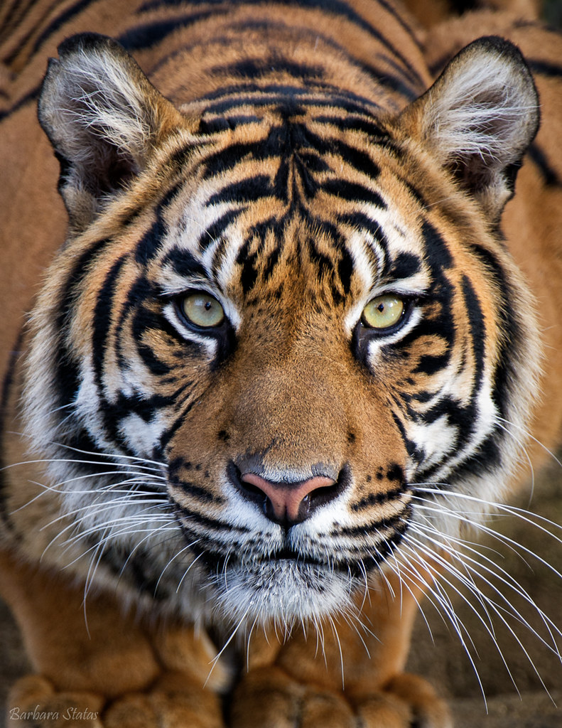 Crouching Tiger Today is Global Tiger Day! Sumatran tigers… Flickr