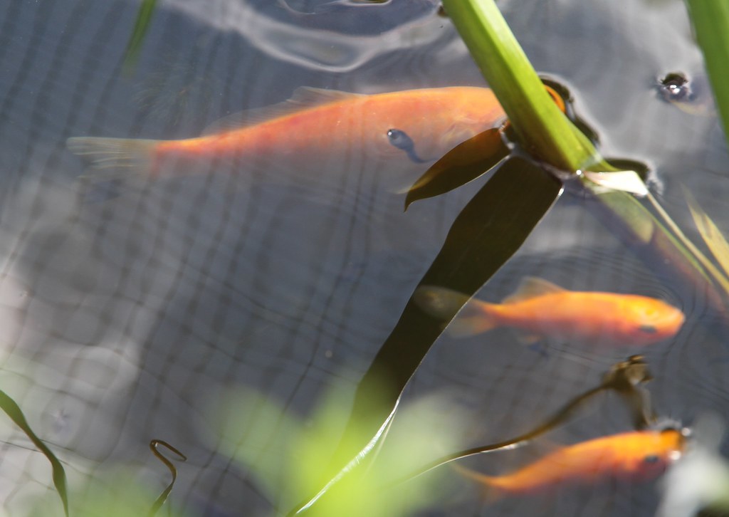 MY GARDEN JUNE 003 Tadpole cleaning a goldfish malcolm barker