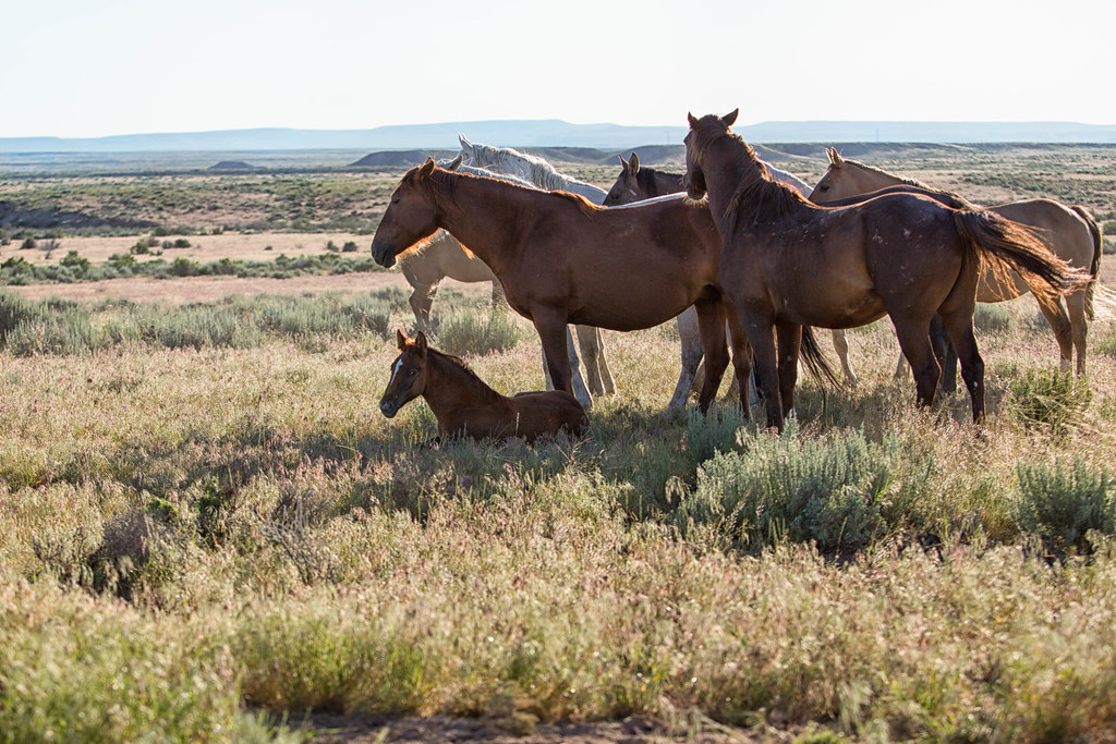Sand Wash Basin Wild Horses at Sand Wash Basin, Colorado. Hans Watson Flickr