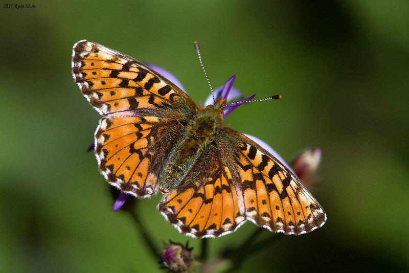 30 Butterfly Species in Iceland Insectic