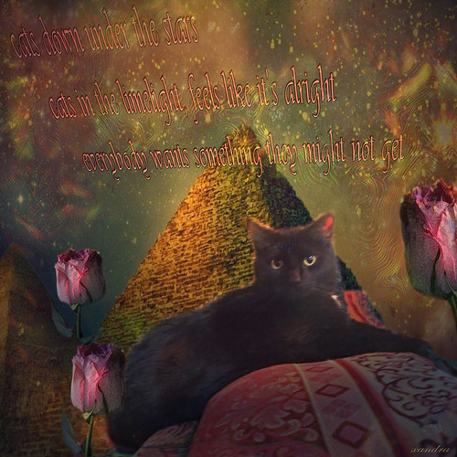 ** cats under the stars ** Artistic Manipulation Group Mi… Flickr
