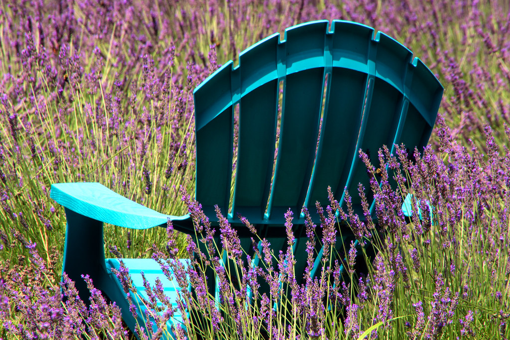 Lavender Farm Nj Manalapan at John Murawski blog