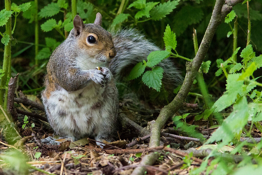 All sizes Grey Squirrel Flickr Photo Sharing!