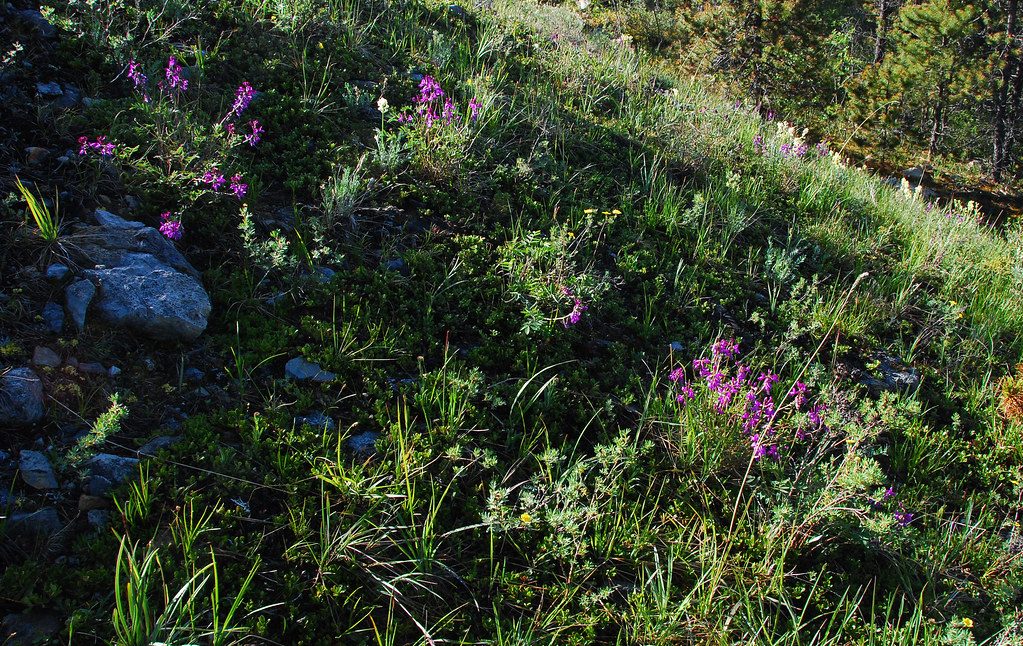 Sloped Meadow Stone Mountain Provincial park, BC Dan Flickr