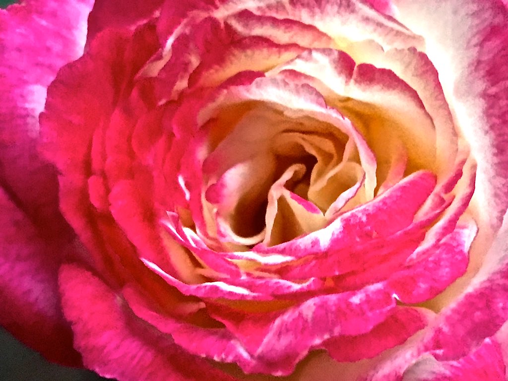 Love Is A Rose Of Many Petals By Dawn's Early Light IMG_22… Flickr