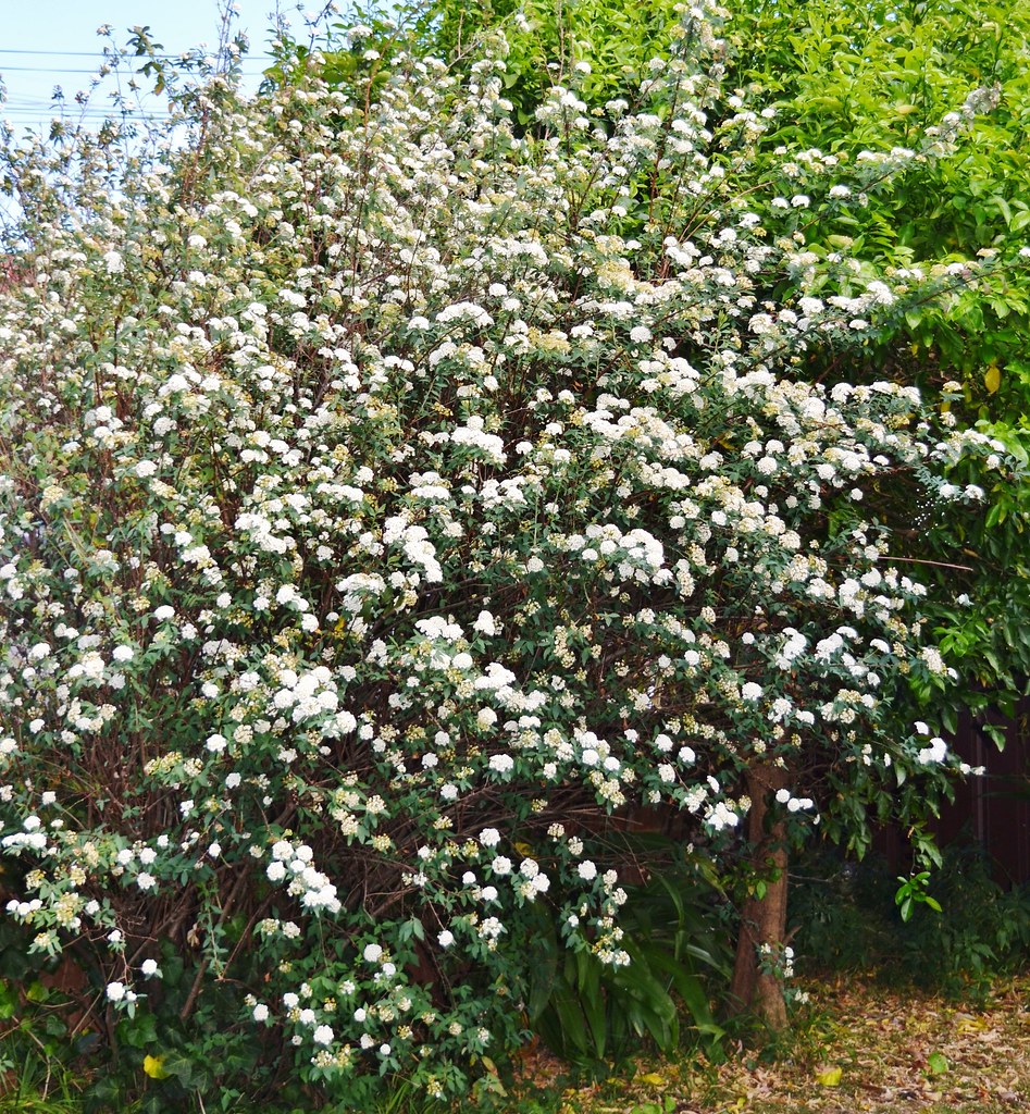 DoubleMay Flowering Bush in the front garden. May bush se… Flickr