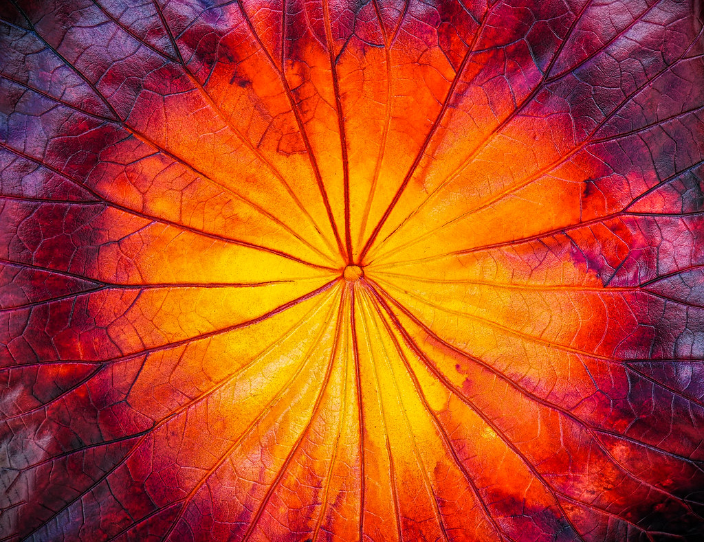 Bloom Abstract of a bowl from Burnsville craft show Randy Knauf