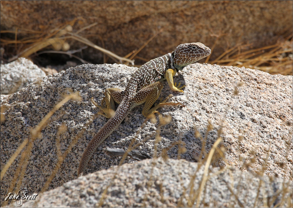 Baja Blackcollared Lizard (Crotaphytus vestigium) Flickr