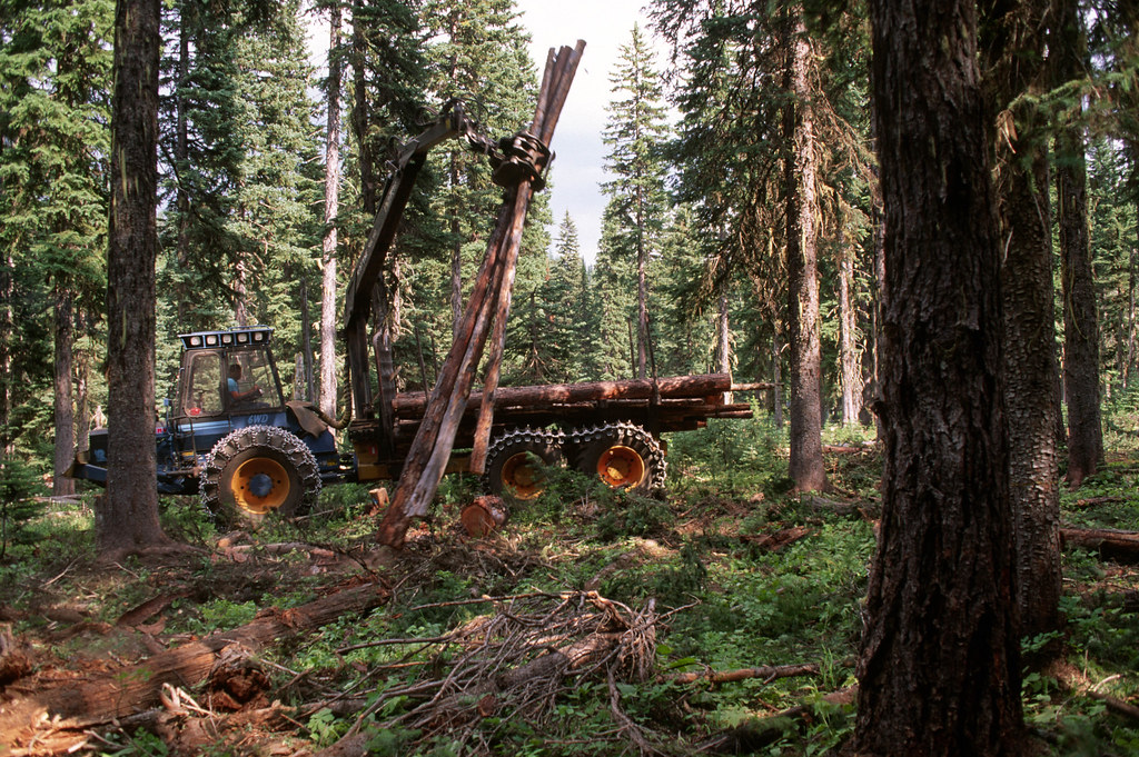 Umatilla National Forest, salvage thinning Badger TS.jpg Flickr