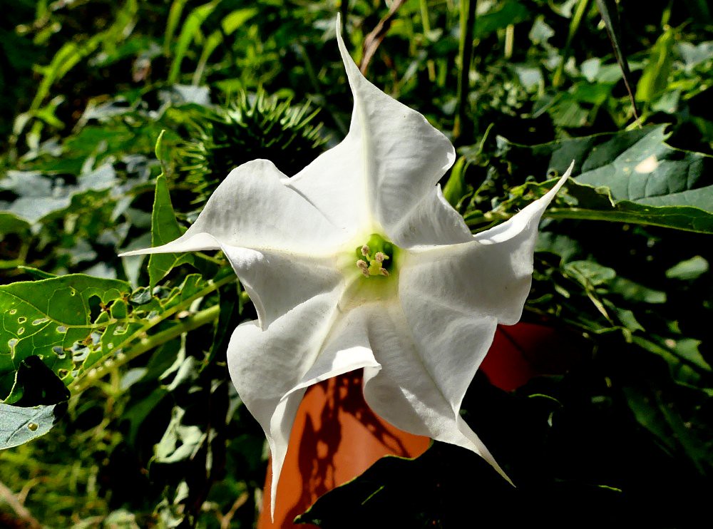 Devils Trumpet poisonous!! beware Datura stramonium has … Flickr