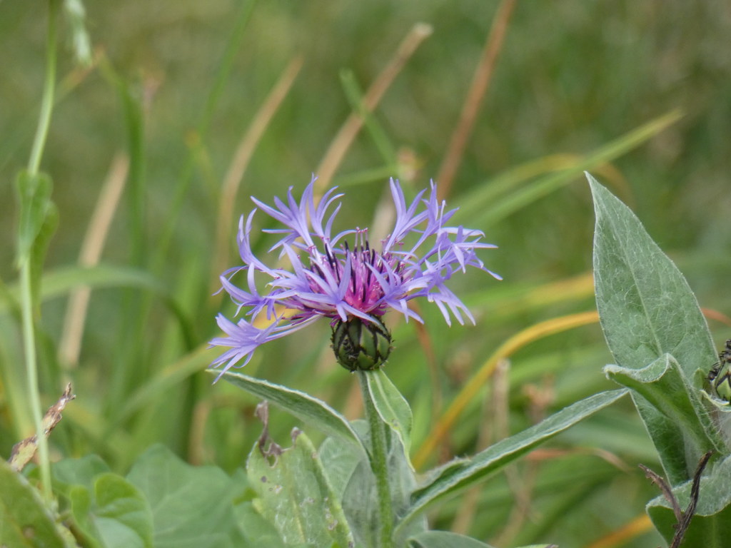 Flowers Unedited test shots with new camera tlucal Flickr