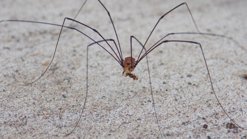 Spider Eating Ant alexlee2019 Flickr