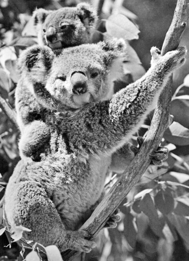 Koalas at Lone Pine Koala Sanctuary, photographed for Mrs … Flickr