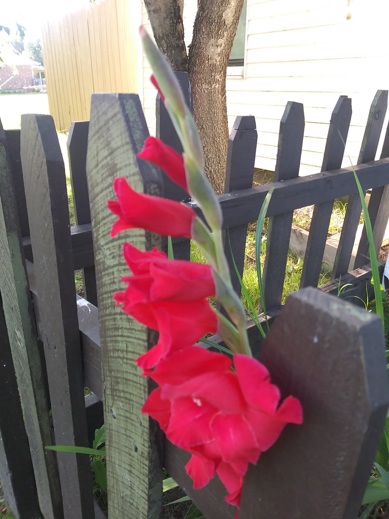 20170611_174726 Aurelia Reyes Flickr