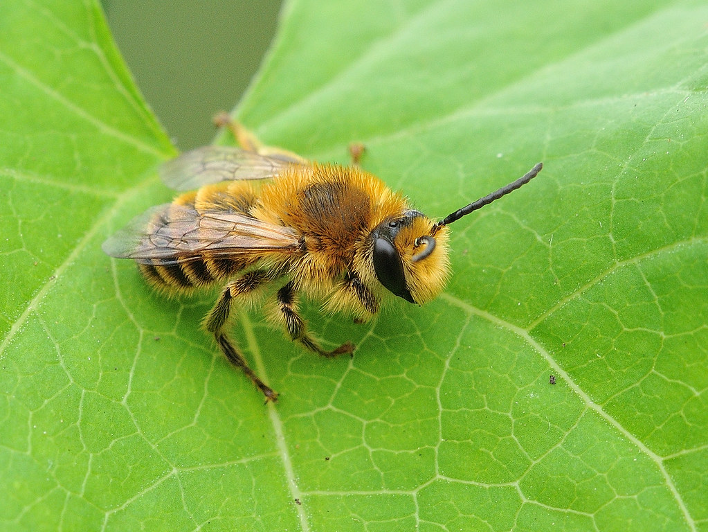 Melitta leporina Clover Melitta Bee, male Melittidae 27/6/… Flickr