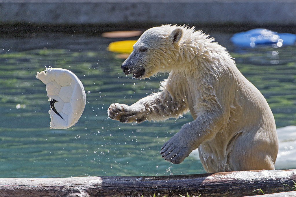 Nanuq throwing a ball a photo on Flickriver