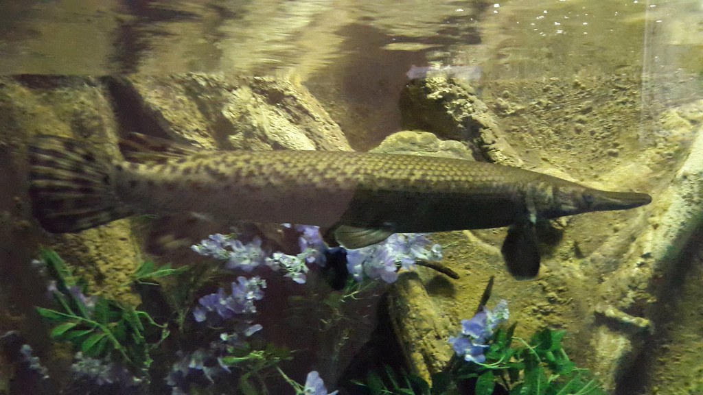 Alligator Gar Fish of the Amazom Johannesburg Zoo
