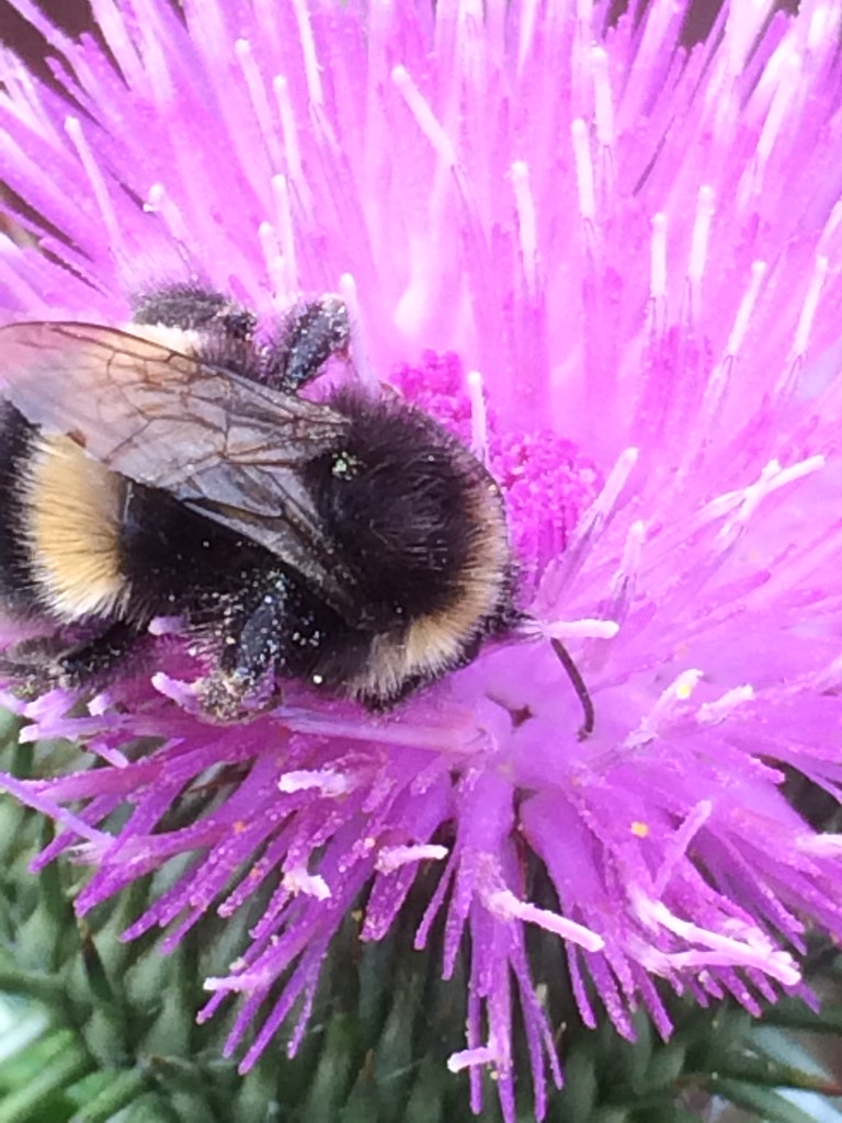 Bees and flowers Flickr