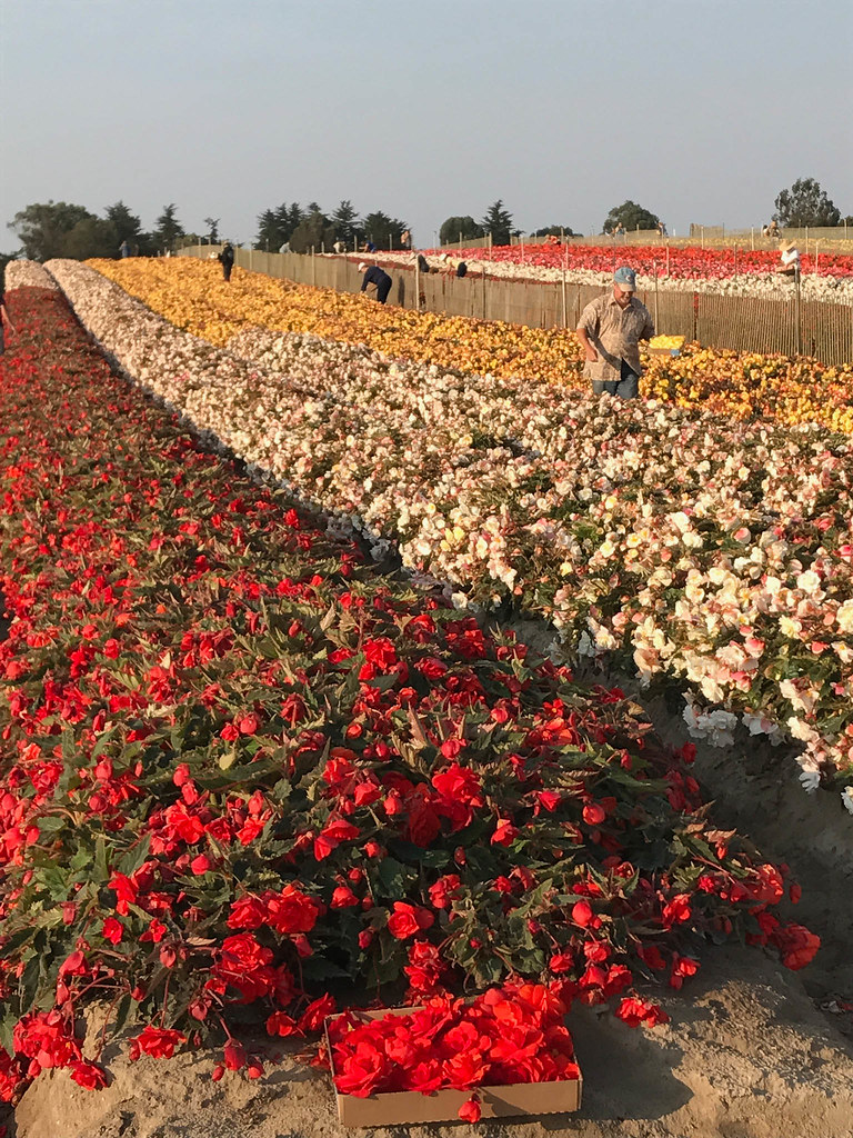 2017 Begonia Festival Flickr