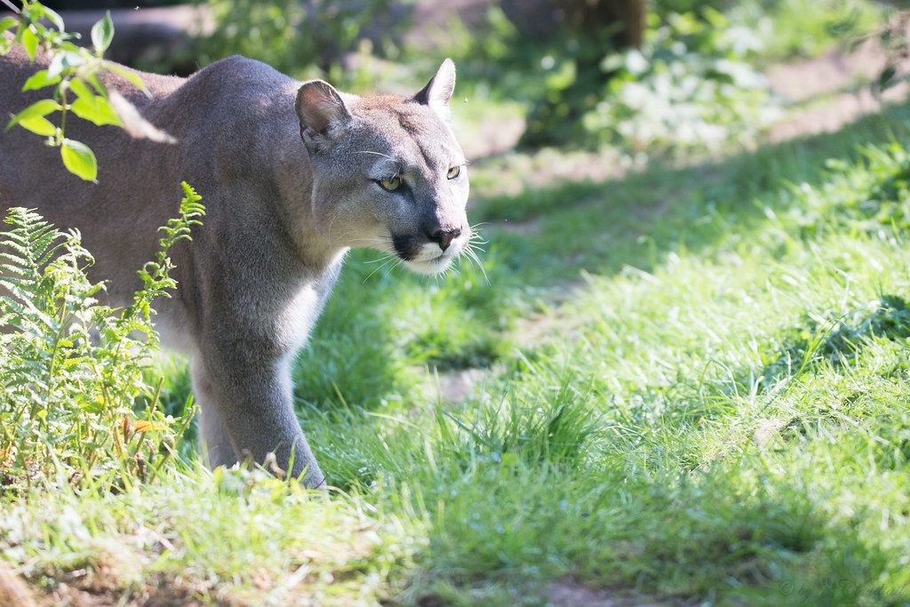 Cougar A picture from a cougar. Cloudtail the Snow Leopard Flickr