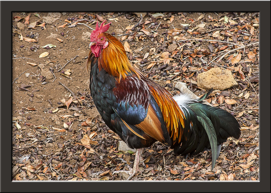 Wild Hawaiian Rooster Photographed in Kauai, Hawaii. Flickr