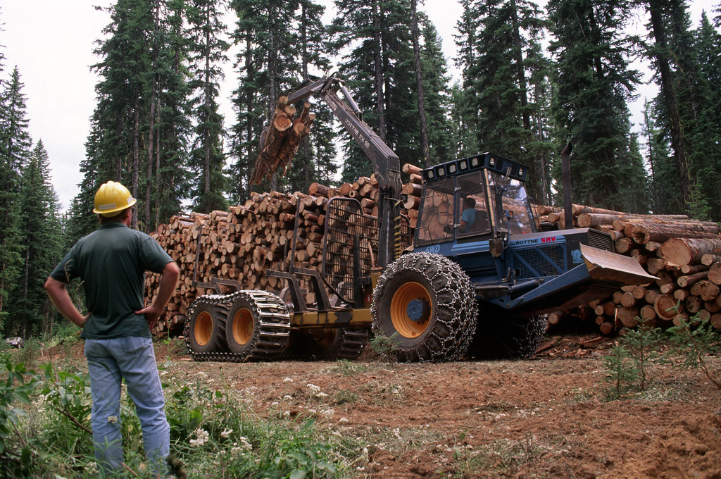 Umatilla National Forest, salvage thinning Badger TS.jpg Flickr