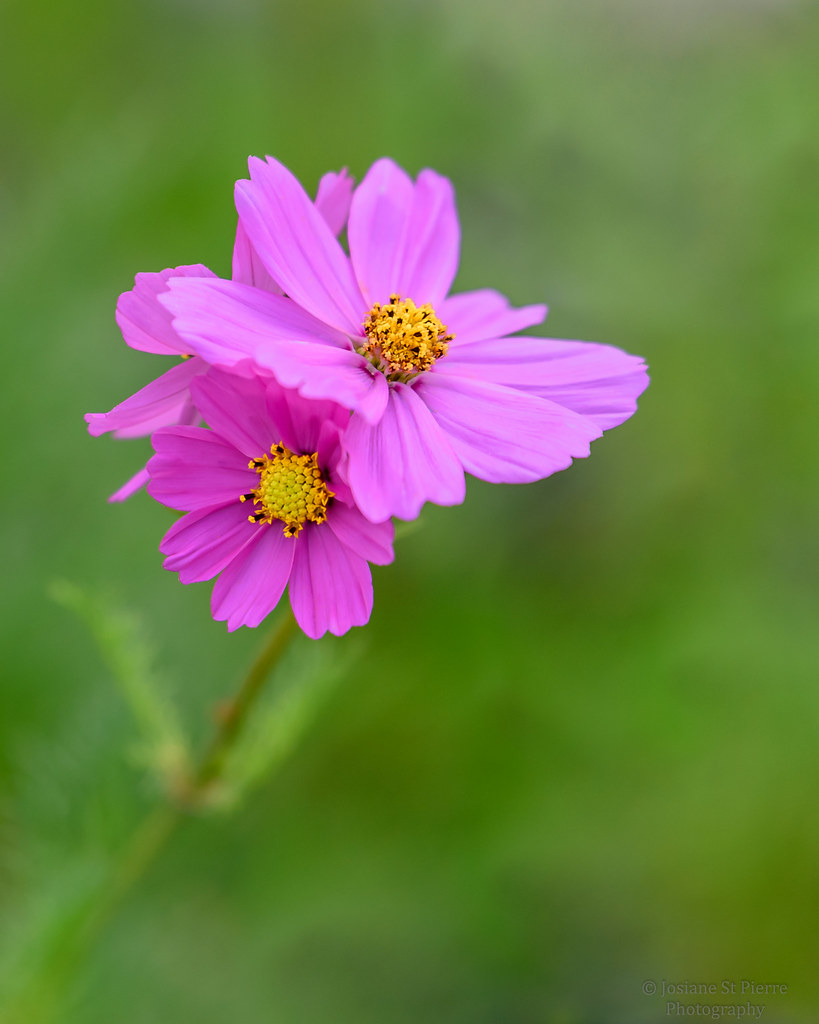 "Flowers don't worry about how they're going to bloom " Flickr