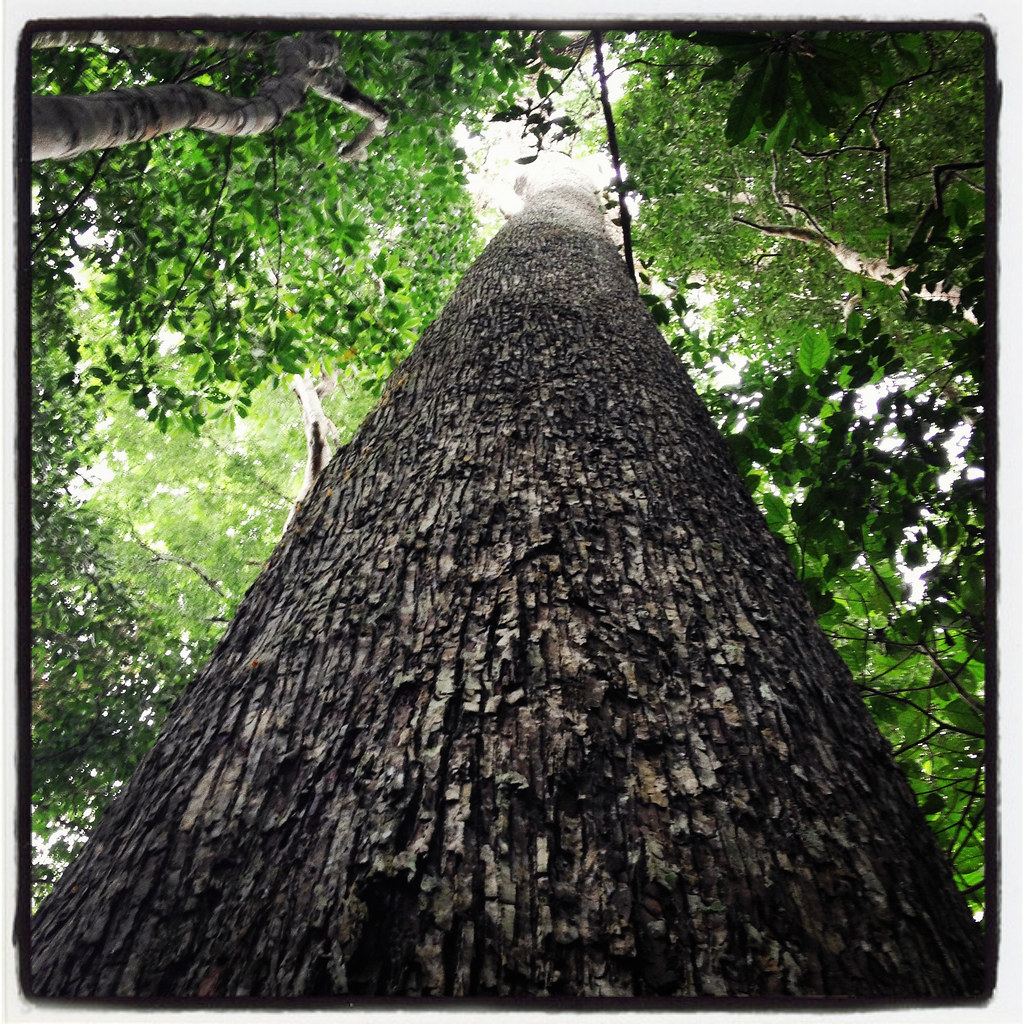 Brazil nut tree Brazil nut tree, Madre de Dios, Peru. Phot… Flickr