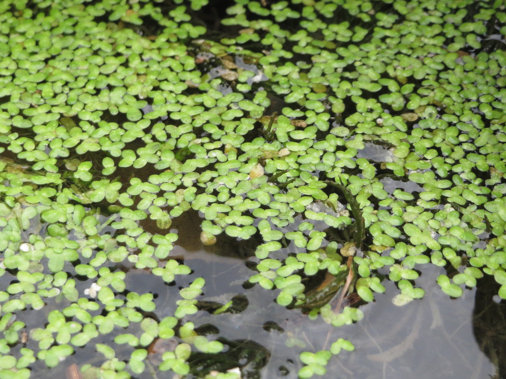 duckweed (Plants of the Middle Rio Grande Bosque) · iNaturalist