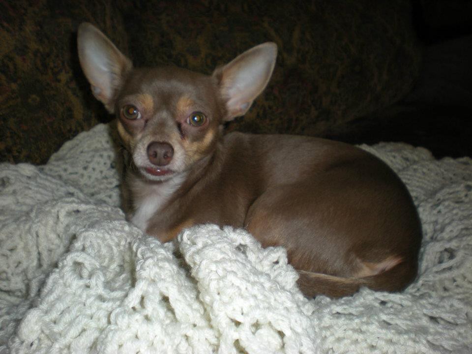 Leander TX (Chihuahua mix) Nextdoor Summerlyn Leander Flickr