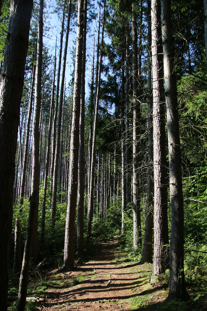 Visit to Cranesville Swamp Preserve (West Virginia & Maryl… Flickr