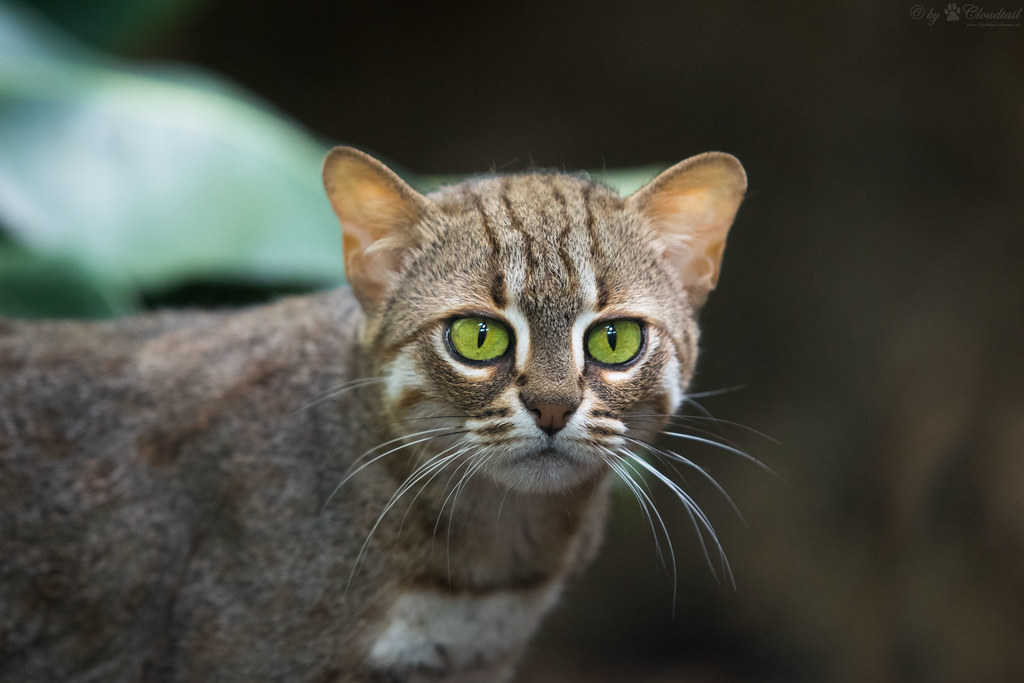 rustyspotted cat A picture form a rustyspotted cat Cloudtail the