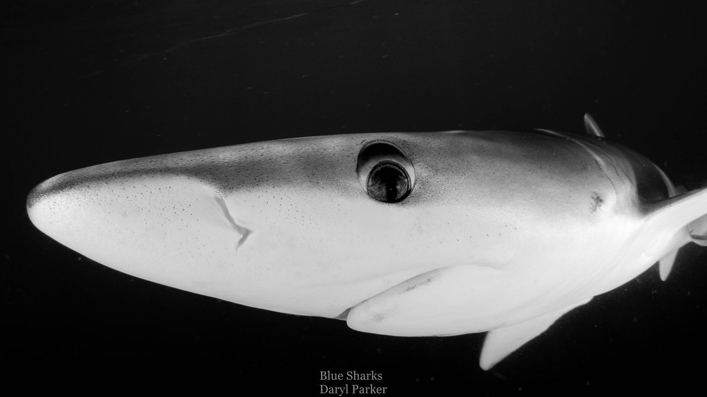 Blue sharks Daryl Parker Flickr