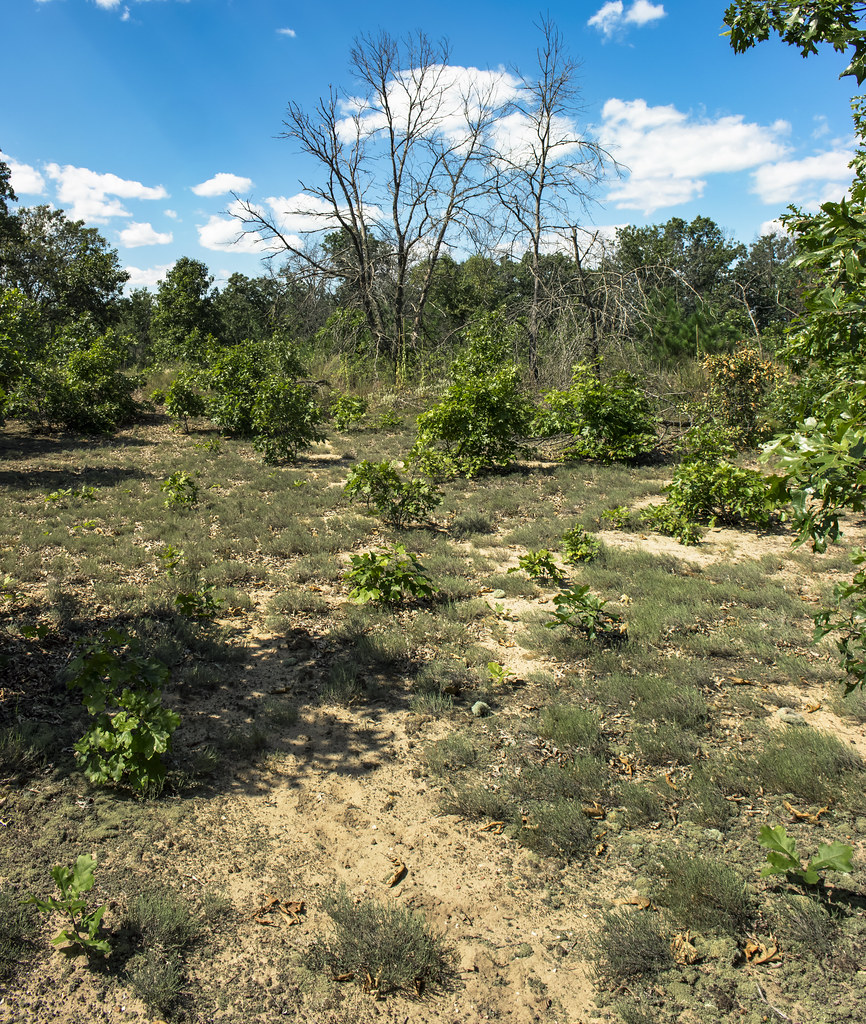 Blue River Sand Barrens State Natural Area Grant Co., WI Aaron