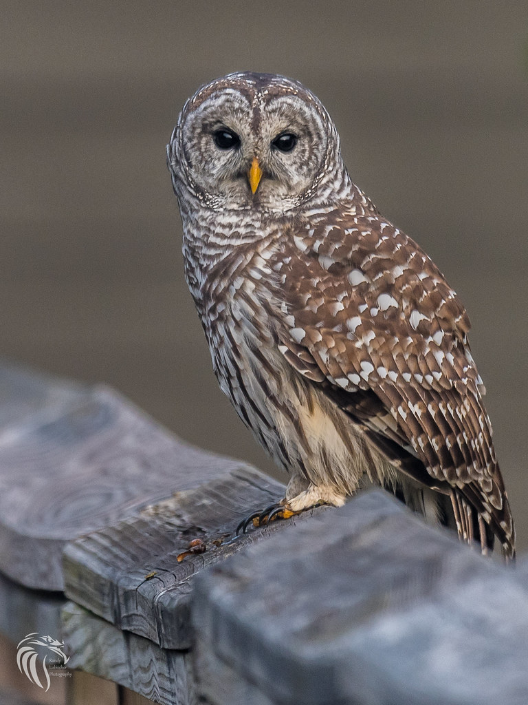 Barred Owls of New Jersey 2017 8 Barred Owl The Barred… Flickr