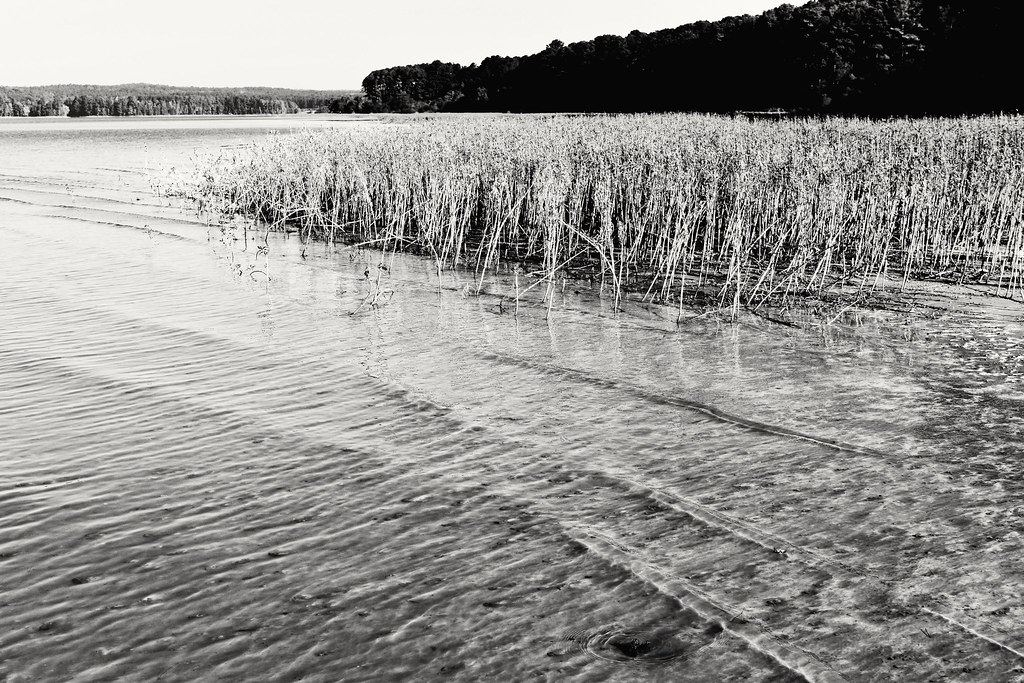 Seaforth Point Jordan Lake Near Apex, North Carolina, USA ε βean Flickr