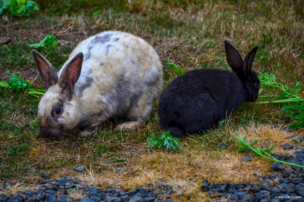 Wild Rabbits in Tolovana Park Cannon Beach, Oregon Coast I… Flickr