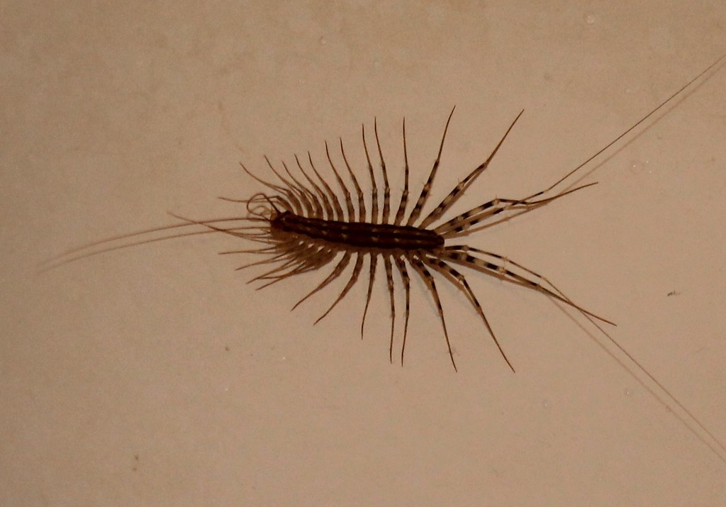 house centipede Scutigera coleoptrata Matapeake Estates, S… Flickr