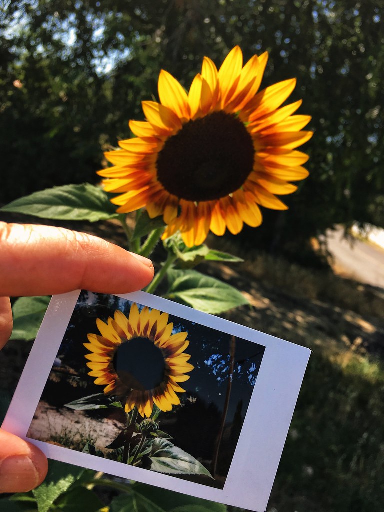 Sunflower + Instant Sunflower “There are not too many fabl… Flickr
