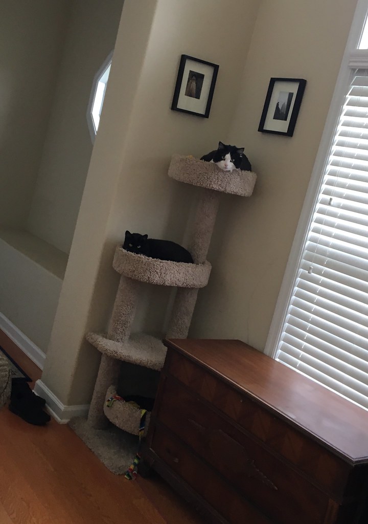 Cat Tower Finally using the cat tower Joey found and I cle… Flickr