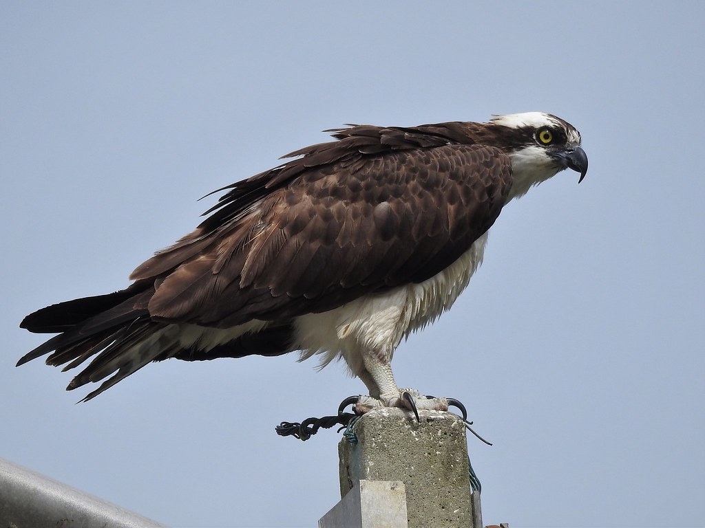 Osprey Osprey Westside Industrial Park Jacksonville, Duval… Flickr