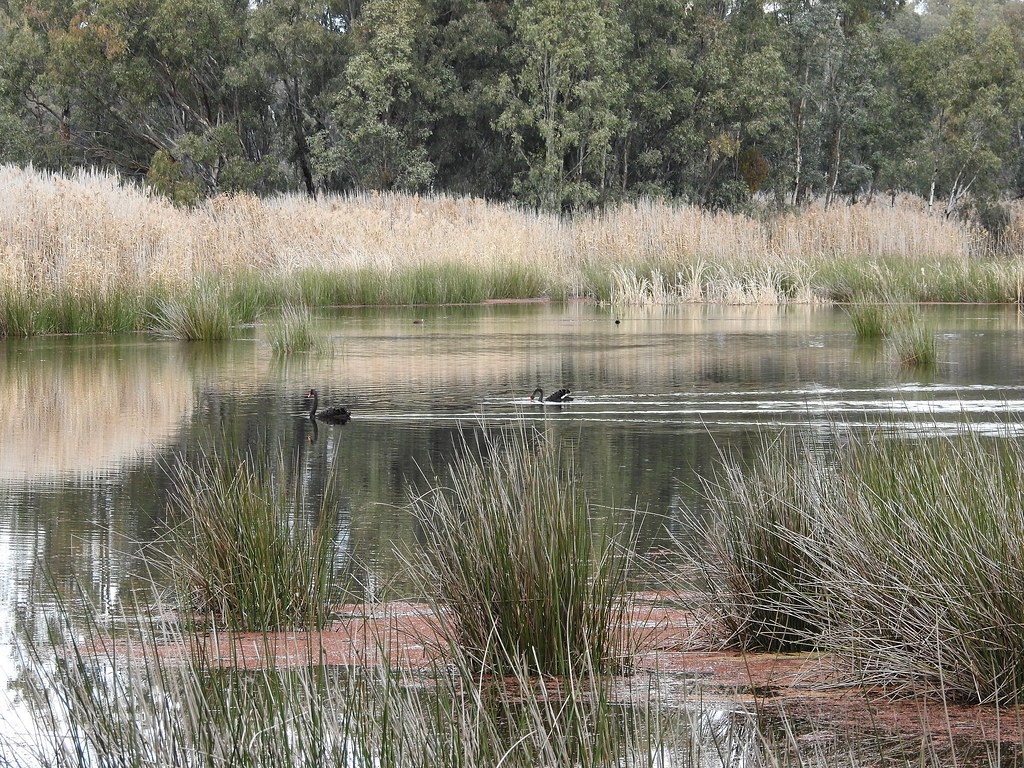 Mathoura wetlands Mathoura wetlands, NSW Lesley A Butler Flickr