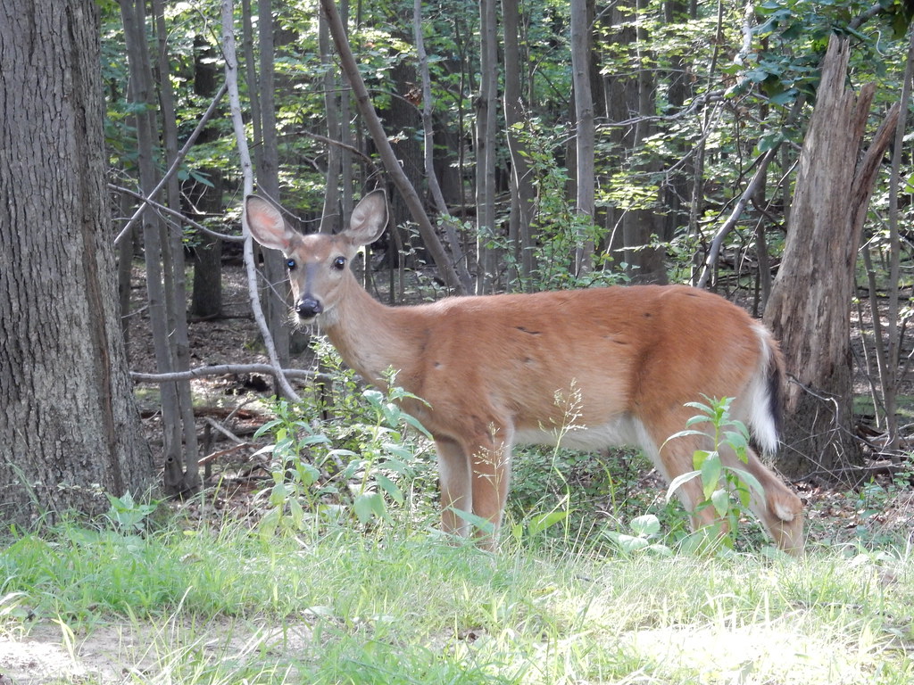 Rifle Camp Park, Washington's Lookout, Woodland Park, NJ Flickr