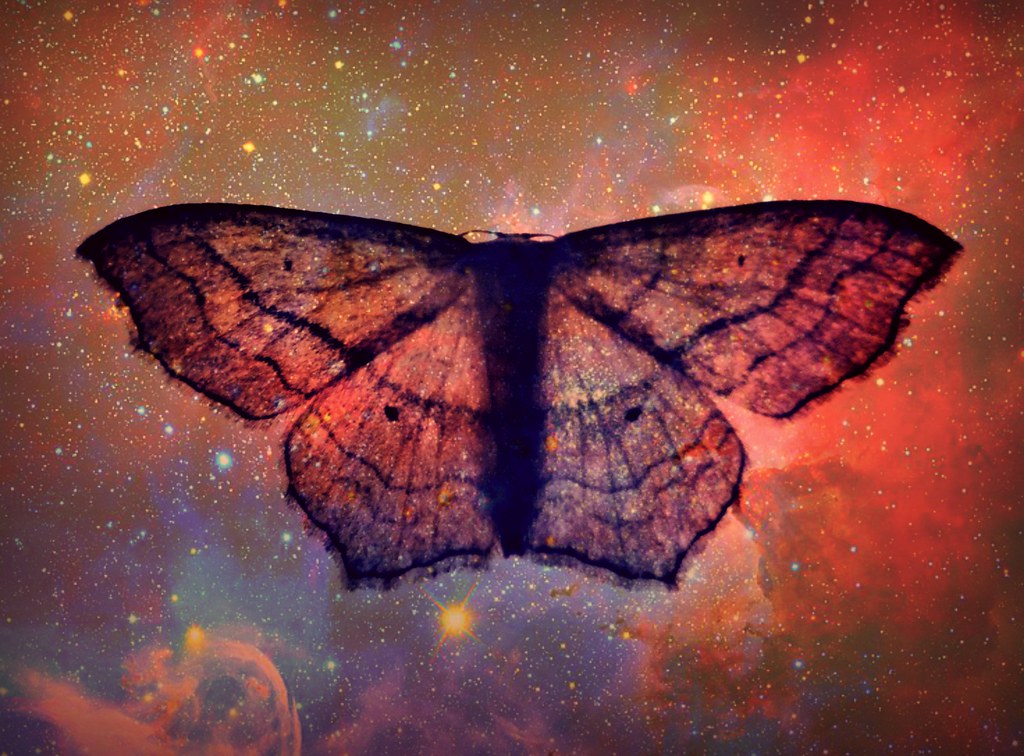 With his wings unfurled he travels the stars.... I saw thi… Flickr