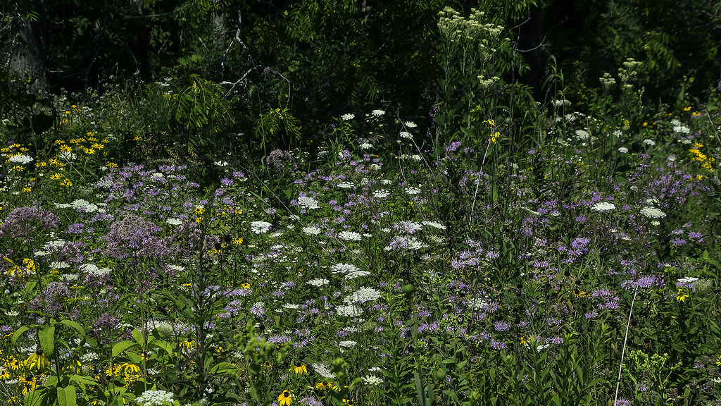 Wildflowers Galore! Cross Plains State Park, Wisconsin. In… Flickr