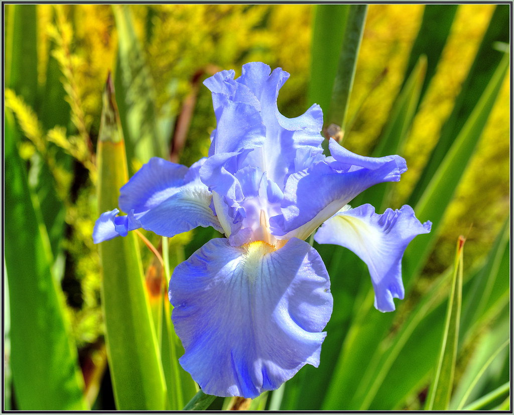 Autumn Iris Late September Blooms tdlucas5000 Flickr