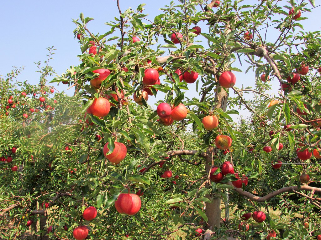 Michigan apples Klackle's orchards, Greenville, Michigan creed_400