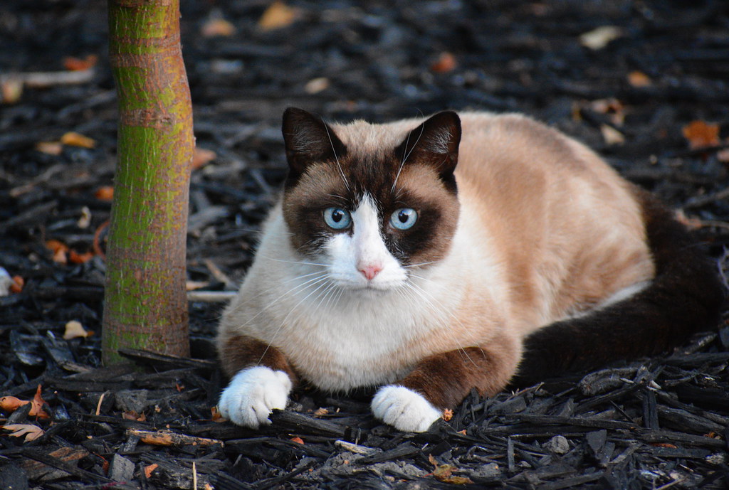 Snowshoe Cat is Looking at You with Intensity and Intent Flickr